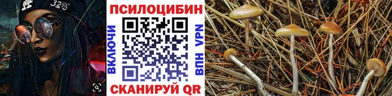 mega как зайти  купить наркоту  Городовиковск  Псилоцибиновые грибы прущие грибы 